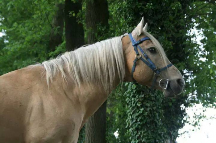 Italiaans Kritiek Supermarkt Goudkleurige Americaanse Quarter Horse Hengst ter dekking aangeboden. -  PaardenHandelaren.com