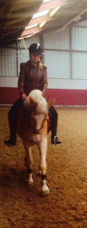 vermijden Doe alles met mijn kracht Draak Lieve haflinger merrie *te koop of te ruil* - PaardenHandelaren.com