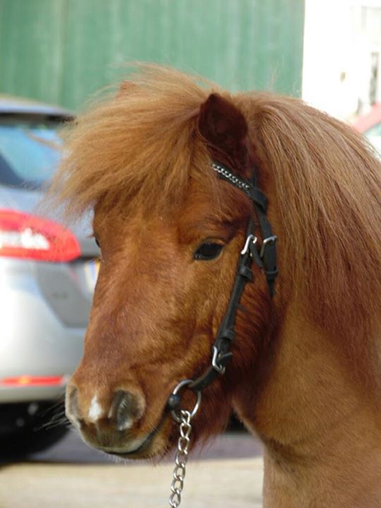 Extra visueel oppervlakte Stoere 4 jarige shetlander hengst - PaardenHandelaren.com