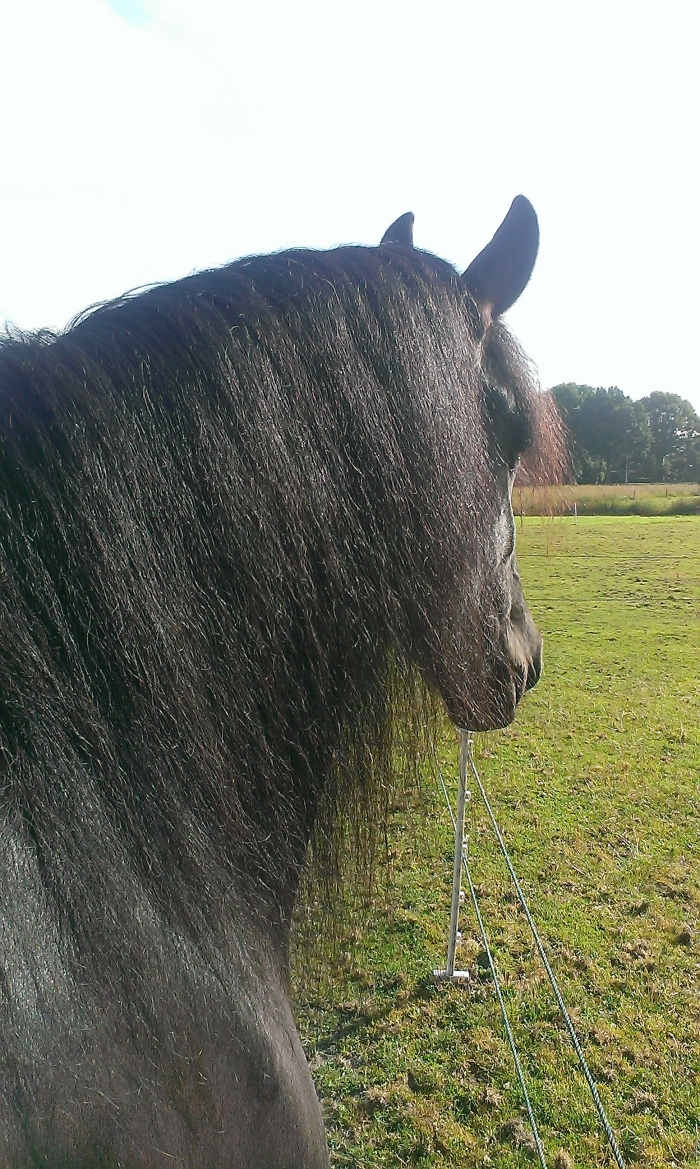 Meter bijvoorbeeld musicus Te koop mooie friese merrie - PaardenHandelaren.com