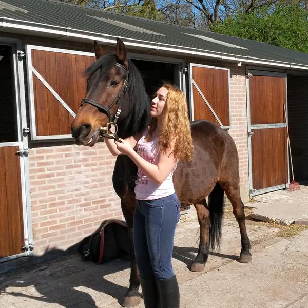 schipper binnen site Paard/pony gezocht: Elliot, 26-jarige bruine ruin - PaardenHandelaren.com