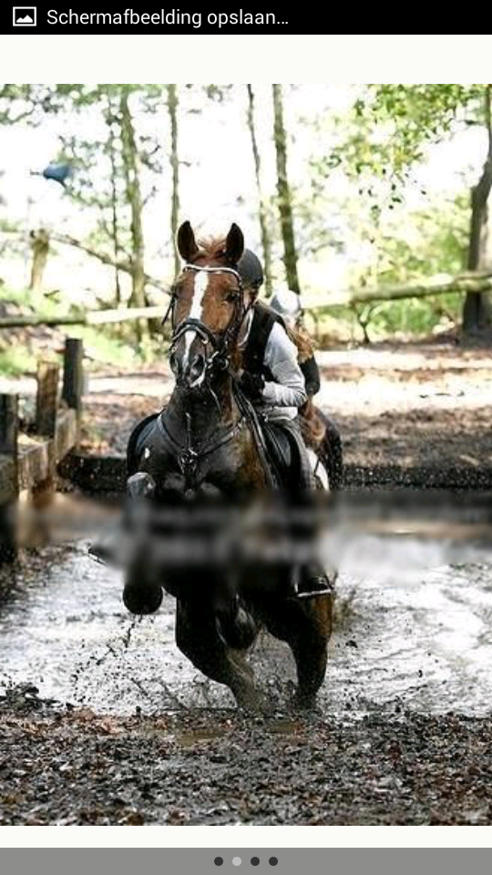 straal Sjah Eerlijk Te koop E pony - PaardenHandelaren.com