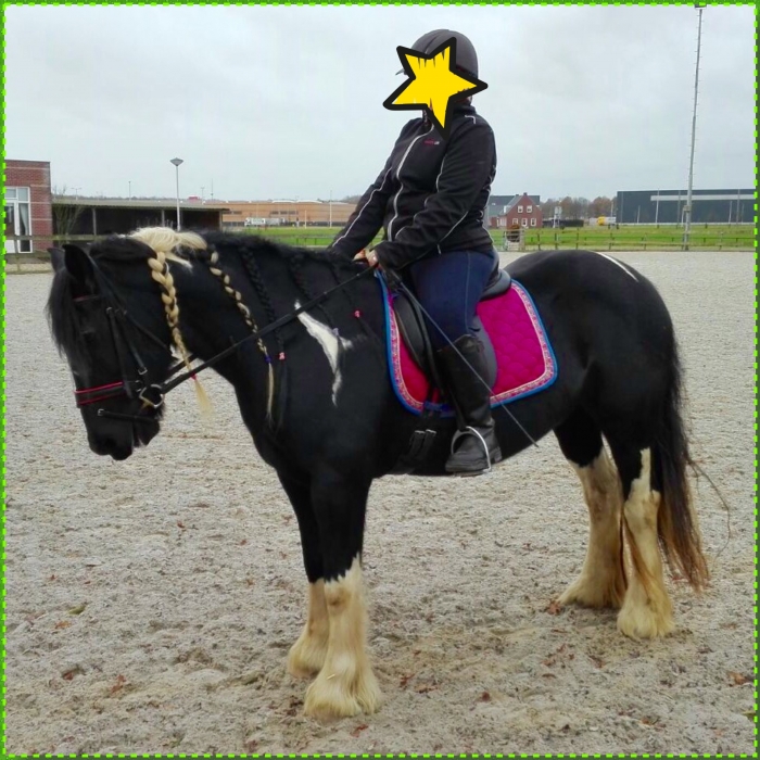 liberaal keten Middeleeuws Mooie lieve merrie Tinker x Fries 6 jaar - PaardenHandelaren.com