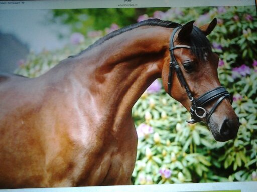 verkoper niemand lezing te koop 4,5 jarige welsh d pony merrie - PaardenHandelaren.com