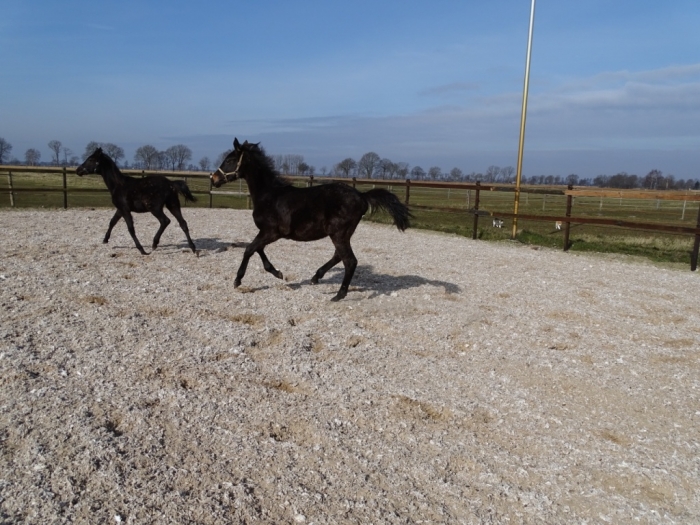 2 Jaarling hengsten te koop PaardenHandelaren.com