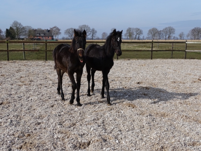 2 Jaarling hengsten te koop PaardenHandelaren.com