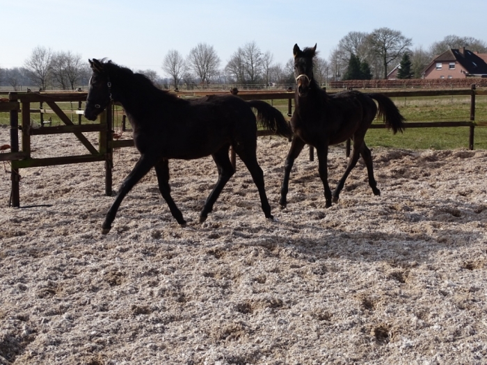 2 Jaarling hengsten te koop PaardenHandelaren.com