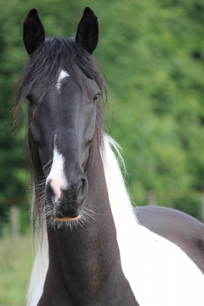 zeer lief sociaal paard te koop