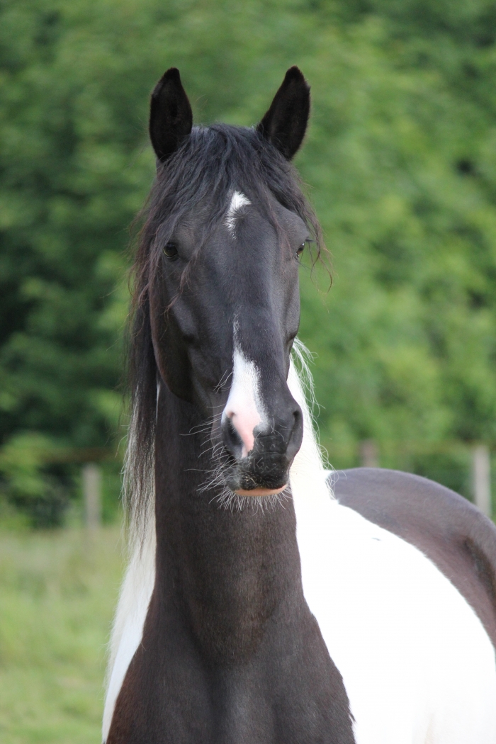 zeer lief sociaal paard te koop