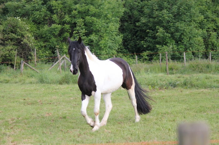 zeer lief sociaal paard te koop