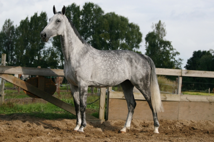 Paarden koop - PaardenHandelaren.com