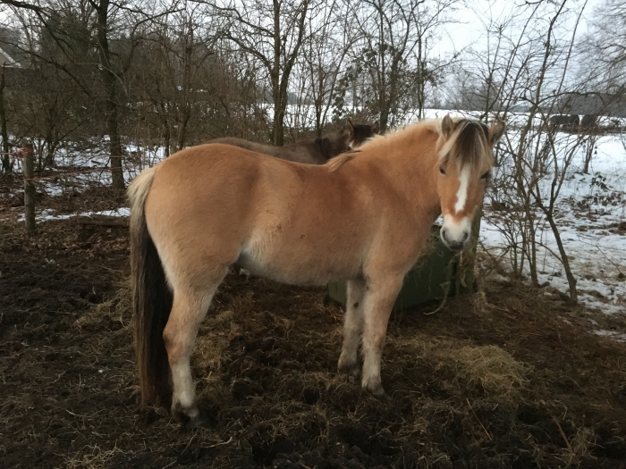 Lieve, bomproef zadelmak, Fjord x Haflinger - PaardenHandelaren.com