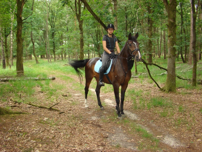 Paard recreatie koop - PaardenHandelaren.com