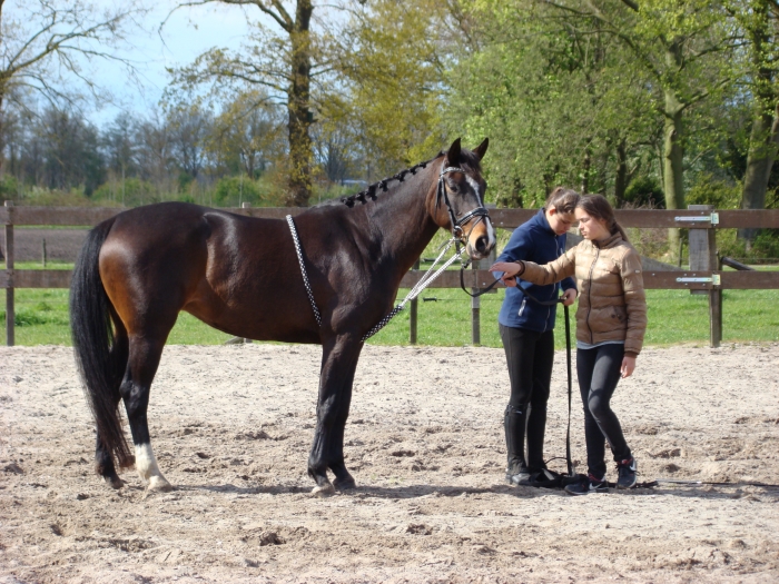 Gasvormig Verouderd verpleegster Paard recreatie (E-pony) te koop - PaardenHandelaren.com