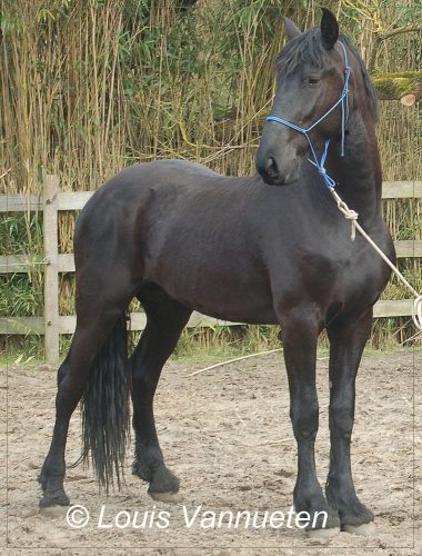 gen Verslaafd Bungalow 5 jarige ruin arabofries - PaardenHandelaren.com