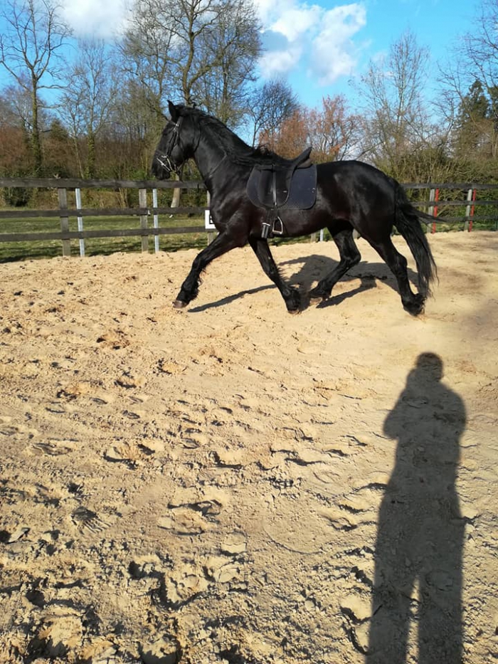 gen Verslaafd Bungalow 5 jarige ruin arabofries - PaardenHandelaren.com