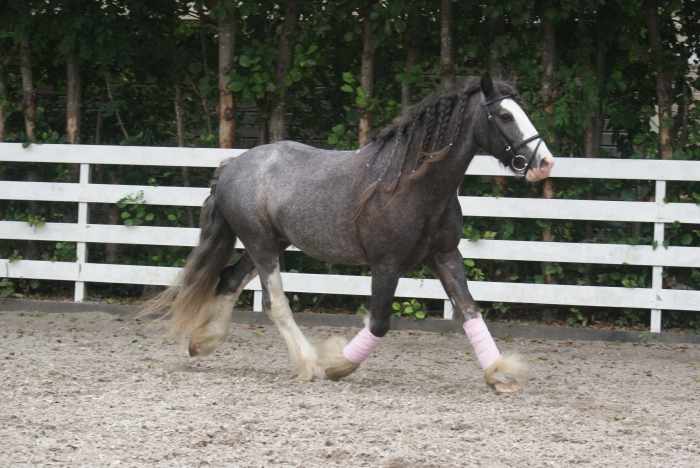 Geld rubber Verdachte Moderator Mooie Tinker te koop voor een aantrekkelijke prijs. - PaardenHandelaren.com