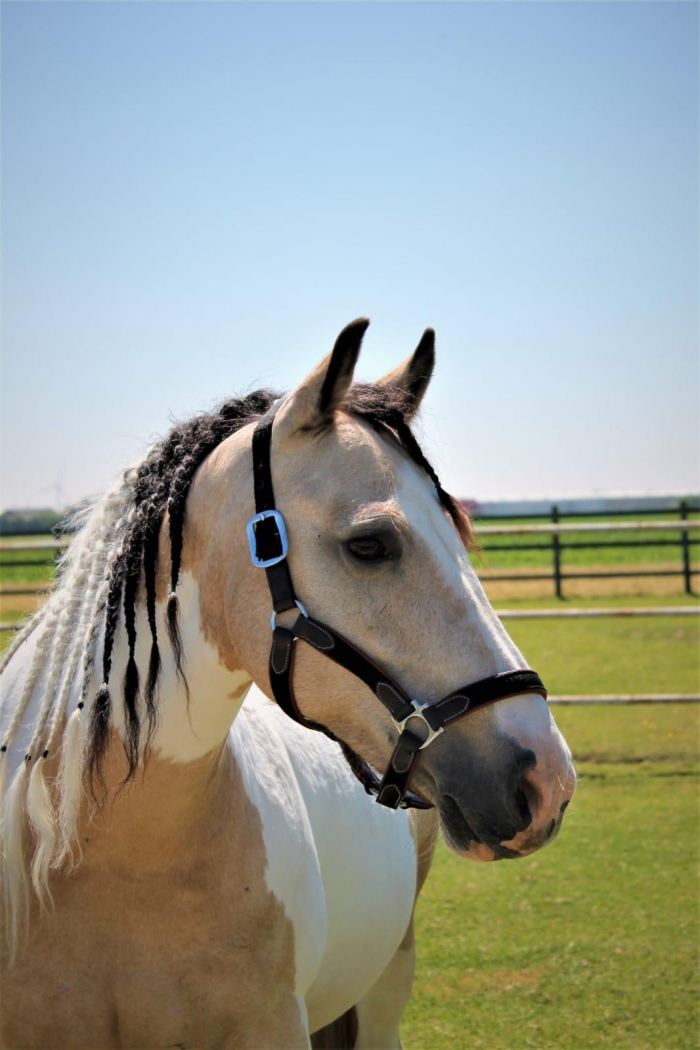 Altijd Badkamer Internationale Te koop, lieve D pony - PaardenHandelaren.com