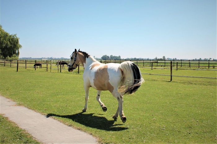 Kinderdag tabak relais Te koop, lieve D pony - PaardenHandelaren.com