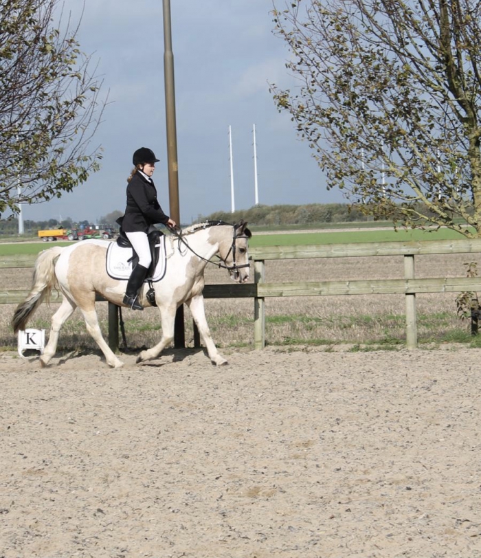 Kinderdag tabak relais Te koop, lieve D pony - PaardenHandelaren.com