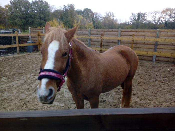 indruk kleur Schildknaap D-pony te koop - PaardenHandelaren.com