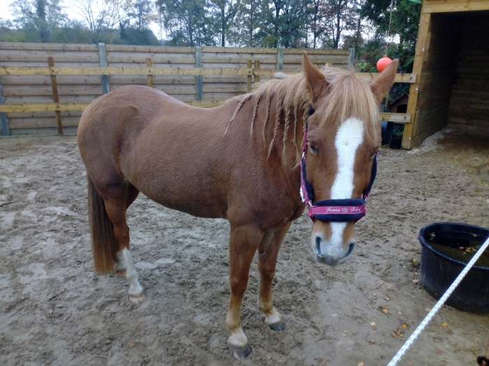 Spookachtig Volwassen Rood D-pony te koop - PaardenHandelaren.com