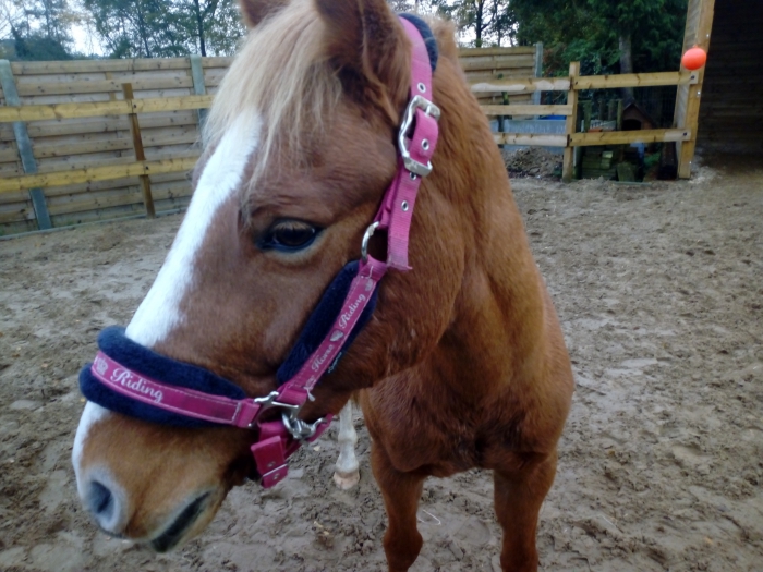 indruk kleur Schildknaap D-pony te koop - PaardenHandelaren.com