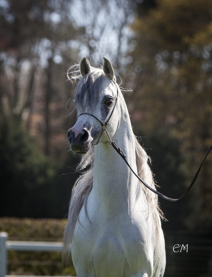 Scully Dicteren Hoe dan ook Arabische Volbloed Hengst ter dekking - PaardenHandelaren.com