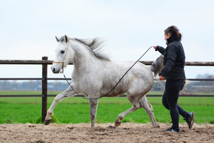 Molester Symposium ik ben verdwaald Arabier te koop - PaardenHandelaren.com