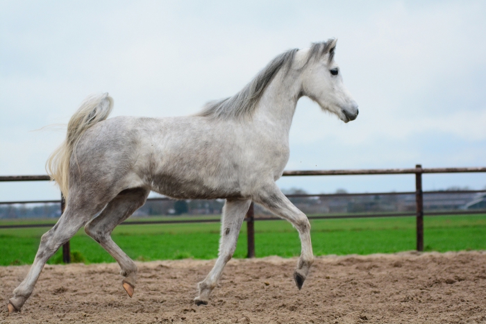 Arabier te koop PaardenHandelaren.com