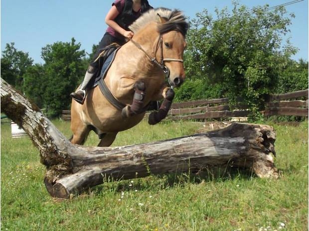 ethiek ontspannen visie Ik geef mijn 7-jarige fjordenpony een goede verzorging. -  PaardenHandelaren.com