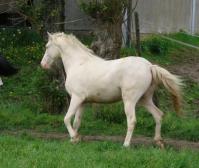 PaardenHandelaren.com