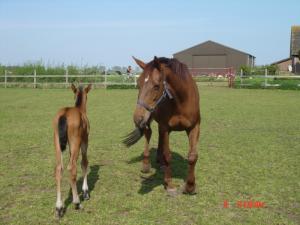 PaardenHandelaren.com