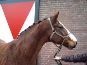 PaardenHandelaren.com