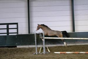 PaardenHandelaren.com