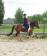 PaardenHandelaren.com