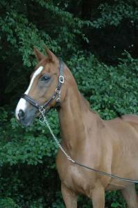 PaardenHandelaren.com