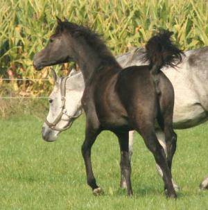 PaardenHandelaren.com