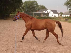 PaardenHandelaren.com