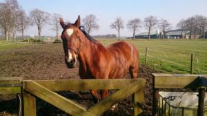 PaardenHandelaren.com