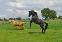 PaardenHandelaren.com