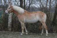 PaardenHandelaren.com