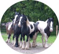 PaardenHandelaren.com