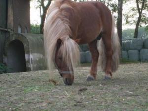 PaardenHandelaren.com