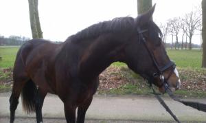 PaardenHandelaren.com