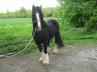 PaardenHandelaren.com