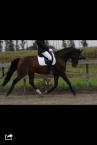 PaardenHandelaren.com