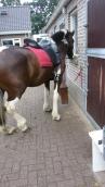 PaardenHandelaren.com