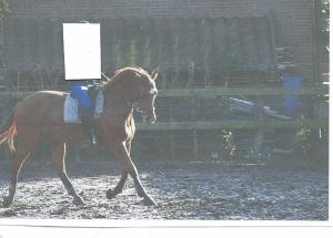 PaardenHandelaren.com