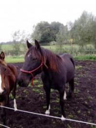 PaardenHandelaren.com